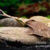 Marmor-Flunderharnischwels, Pseudohemiodon Apithanos Sp. Colombia -Heimtierbedarf Marmor Flunderharnischwels Pseudohemiodon apithanos sp Colombia 1