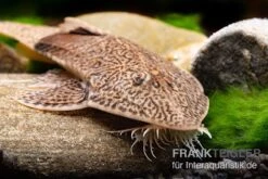 Marmor-Flunderharnischwels, Pseudohemiodon Apithanos Sp. Colombia -Heimtierbedarf Marmor Flunderharnischwels Pseudohemiodon apithanos sp Colombia 2