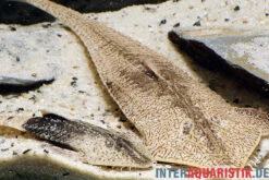 Marmor-Flunderharnischwels, Pseudohemiodon Apithanos Sp. Colombia -Heimtierbedarf Marmor Flunderharnischwels Pseudohemiodon apithanos sp Colombia neu 1