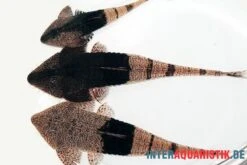 Marmor-Flunderharnischwels, Pseudohemiodon Apithanos Sp. Colombia -Heimtierbedarf Marmor Flunderharnischwels Pseudohemiodon apithanos sp Colombia neu 2