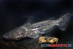 Marmorierter Delfinwels, Ageneiosus Marmoratus -Heimtierbedarf Marmorierter Delfinwels Ageneiosus marmoratus 2