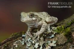 Marmorierter Laubfrosch, Hyla Marmorata -Heimtierbedarf Marmorierter Laubfrosch Hyla marmorata 2