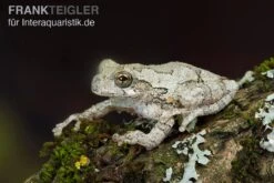 Marmorierter Laubfrosch, Hyla Marmorata -Heimtierbedarf Marmorierter Laubfrosch Hyla marmorata 3