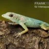 Martinique-Anolis, Anolis Roquet Roquet -Heimtierbedarf Martinique Anolis Anolis roquet 1