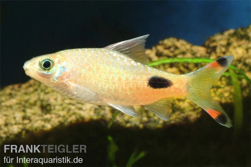 Maskarabarbe, Dawkinsia Assimilis 3 Maskarabarbe, Dawkinsia Assimilis