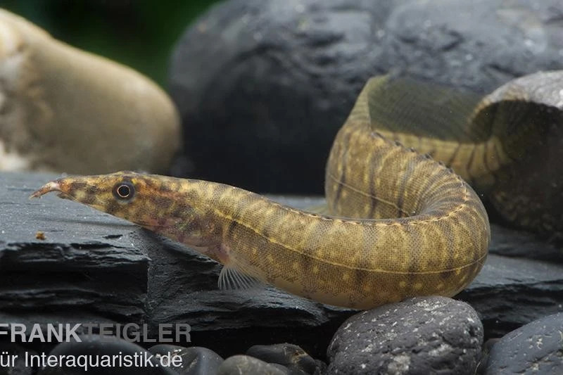 Zebrastachelaal, Mastacembelus Zebrinus 3 Zebrastachelaal, Mastacembelus Zebrinus