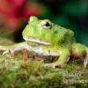 Matcha Pacman-Frog, Ceratophrys Cranwelli "Matcha" -Heimtierbedarf Matcha Pacman Frog Ceratophrys cranwelli Matcha 1