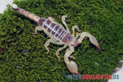 Maurischer Skorpion, Scorpio Maurus 6 Maurischer Skorpion, Scorpio Maurus -Heimtierbedarf Maurischer Skorpion Scorpio maurus 2