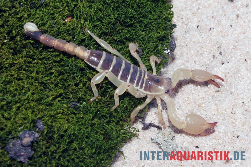 Maurischer Skorpion, Scorpio Maurus 5 Maurischer Skorpion, Scorpio Maurus – Bild 3