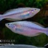 Mayland`s Regenbogenfisch, Melanotaenia Maylandi, 5 Tiere -Heimtierbedarf Mayland s Regenbogenfisch Melanotaenia maylandi