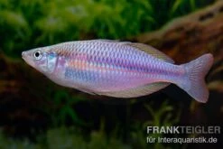 Mayland`s Regenbogenfisch, Melanotaenia Maylandi, 5 Tiere -Heimtierbedarf Mayland s Regenbogenfisch Melanotaenia maylandi 6