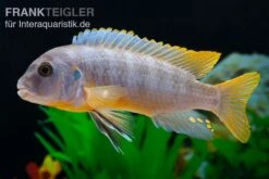 Aurora-Felsenbuntbarsch, Pseudotropheus Aurora, DNZ