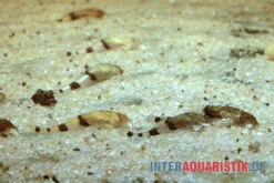 Megistus-Wels, Ernstichthys Megistus -Heimtierbedarf Megistus Wels Ernstichthys megistus 2