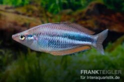 Dansari-River-Regenbogenfisch, Melanotaenia Affinis "Dansari River", 5 Tiere -Heimtierbedarf Melanotaenia affinis Dansari River 12