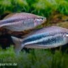 Dansari-River-Regenbogenfisch, Melanotaenia Affinis "Dansari River", 5 Tiere -Heimtierbedarf Melanotaenia affinis Dansari River 3