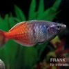 Boesemans Regenbogenfisch Rot, Melanotaenia Boesemani RED, DNZ -Heimtierbedarf Melanotaenia boesemani 2