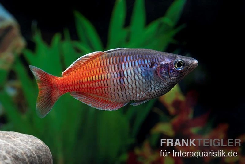 Boesemans Regenbogenfisch Rot, Melanotaenia Boesemani RED, DNZ 3 Boesemans Regenbogenfisch Rot, Melanotaenia Boesemani RED, DNZ