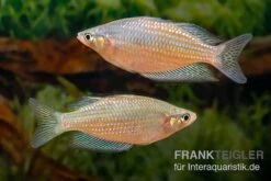 Rawa-Biru-Regenbogenfisch, Melanotaenia Cf. Splendida Rubrostriata "Rawa Biru" , 5 Tiere -Heimtierbedarf Melanotaenia cf splendida rubrostriata Rawa Biru 17