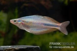 Goldie-Fluss-Regenbogenfisch, Melanotaenia Goldiei, 5 Tiere 7 Goldie-Fluss-Regenbogenfisch, Melanotaenia Goldiei, 5 Tiere -Heimtierbedarf Melanotaenia goldiei 13