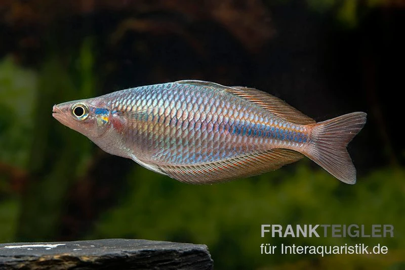 Goldie-Fluss-Regenbogenfisch, Melanotaenia Goldiei, 5 Tiere 4 Goldie-Fluss-Regenbogenfisch, Melanotaenia Goldiei, 5 Tiere – Bild 2