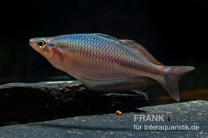 Goldie-Fluss-Regenbogenfisch, Melanotaenia Goldiei, 5 Tiere 5 Goldie-Fluss-Regenbogenfisch, Melanotaenia Goldiei, 5 Tiere – Bild 3