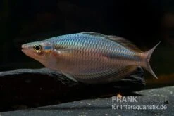 Goldie-Fluss-Regenbogenfisch, Melanotaenia Goldiei, 5 Tiere 9 Goldie-Fluss-Regenbogenfisch, Melanotaenia Goldiei, 5 Tiere -Heimtierbedarf Melanotaenia goldiei 23