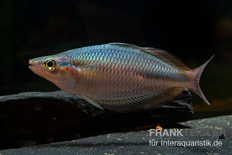 Goldie-Fluss-Regenbogenfisch, Melanotaenia Goldiei, 5 Tiere 6 Goldie-Fluss-Regenbogenfisch, Melanotaenia Goldiei, 5 Tiere – Bild 4
