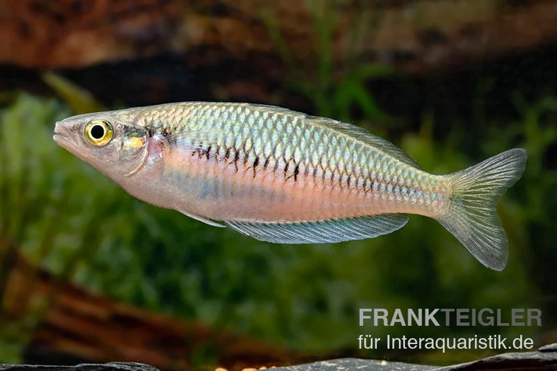 Sikuensis-Regenbogenfisch, Melanotaenia Sikuensis, 5 Tiere 4 Sikuensis-Regenbogenfisch, Melanotaenia Sikuensis, 5 Tiere – Bild 2