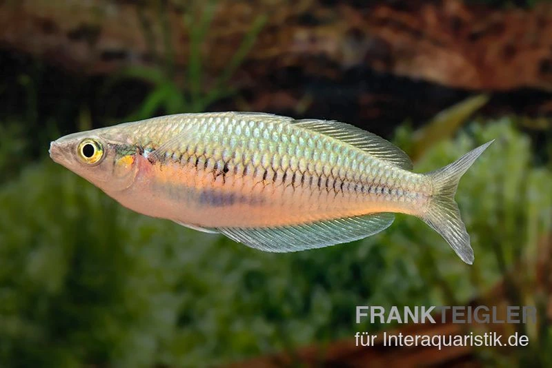 Sikuensis-Regenbogenfisch, Melanotaenia Sikuensis, 5 Tiere 5 Sikuensis-Regenbogenfisch, Melanotaenia Sikuensis, 5 Tiere – Bild 3