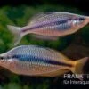 Coen-River-Regenbogenfisch, Melanotaenia Trifasciata "Coen River" 5 Tiere 2 Coen-River-Regenbogenfisch, Melanotaenia Trifasciata "Coen River" 5 Tiere -Heimtierbedarf Melanotaenia trifasciata Coen River 21