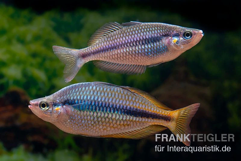 Coen-River-Regenbogenfisch, Melanotaenia Trifasciata "Coen River" 5 Tiere 3 Coen-River-Regenbogenfisch, Melanotaenia Trifasciata "Coen River" 5 Tiere