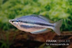 Hapgood-River-Regenbogenfisch, Melanotaenia Trifasciata "Hapgood River" 5 Tiere -Heimtierbedarf Melanotaenia trifasciata Hapgood River 37