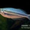 Hapgood-River-Regenbogenfisch, Melanotaenia Trifasciata "Hapgood River" 5 Tiere 2 Hapgood-River-Regenbogenfisch, Melanotaenia Trifasciata "Hapgood River" 5 Tiere -Heimtierbedarf Melanotaenia trifasciata Hapgood River 38