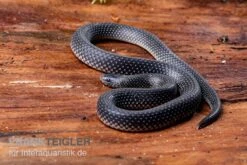 Meleagris-Schlange, Prosymna Meleagris -Heimtierbedarf Meleagris Schlange Prosymna meleagris 03