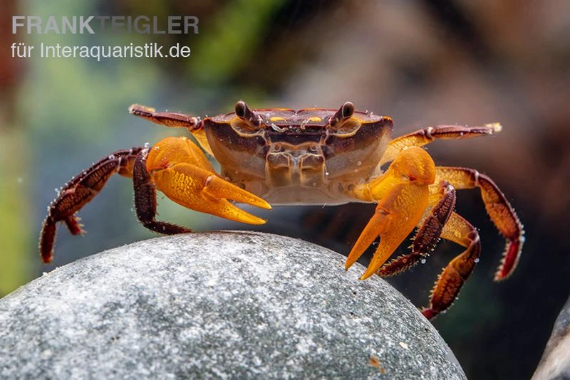 Melonenkrabbe, Thaksinthelphusa Yongchindaratae 4 Melonenkrabbe, Thaksinthelphusa Yongchindaratae – Bild 2