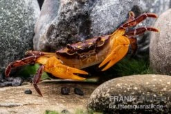 Melonenkrabbe, Thaksinthelphusa Yongchindaratae 11 Melonenkrabbe, Thaksinthelphusa Yongchindaratae -Heimtierbedarf Melonenkrabbe Thaksinthelphusa yongchindaratae 3