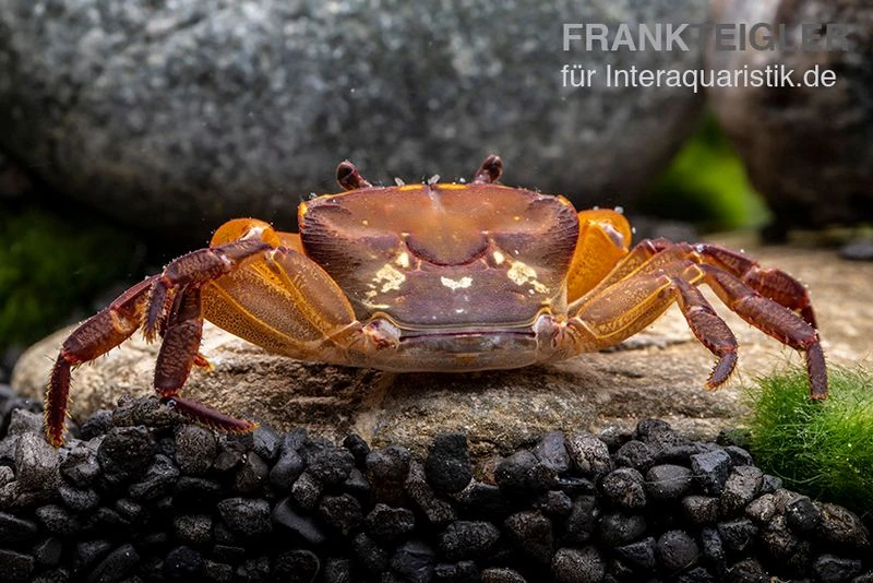 Melonenkrabbe, Thaksinthelphusa Yongchindaratae 8 Melonenkrabbe, Thaksinthelphusa Yongchindaratae – Bild 6