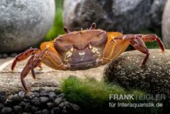 Melonenkrabbe, Thaksinthelphusa Yongchindaratae 15 Melonenkrabbe, Thaksinthelphusa Yongchindaratae -Heimtierbedarf Melonenkrabbe Thaksinthelphusa yongchindaratae 7