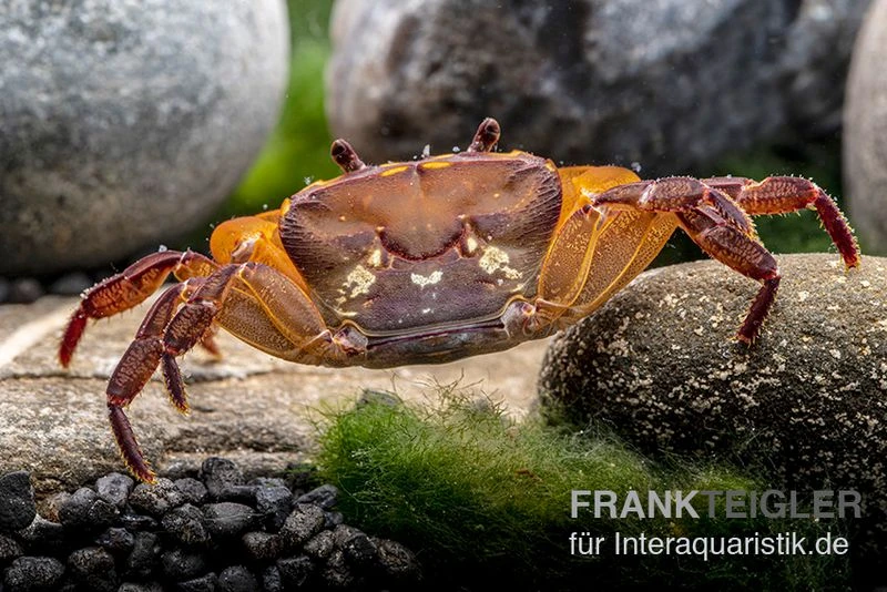Melonenkrabbe, Thaksinthelphusa Yongchindaratae 9 Melonenkrabbe, Thaksinthelphusa Yongchindaratae – Bild 7