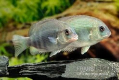 Menarambo-Buntbarsch, Paretroplus Menarambo -Heimtierbedarf Menarambo Buntbarsch Paretroplus menarambo 1