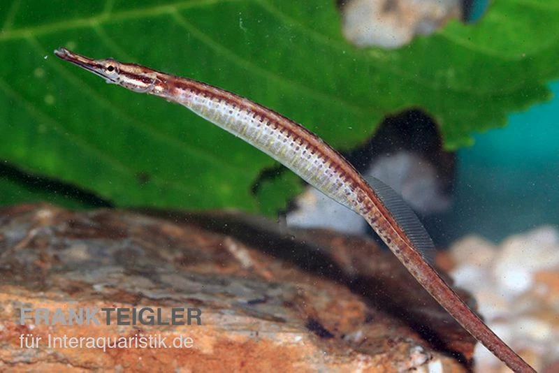 Mertens Süßwassernadel, Doryichthys Martensii 3 Mertens Süßwassernadel, Doryichthys Martensii