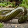 Green-Striped-Millipede, Spirostreptus Spec. -Heimtierbedarf Millipede green striped