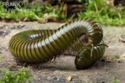 Green-Striped-Millipede, Spirostreptus Spec.