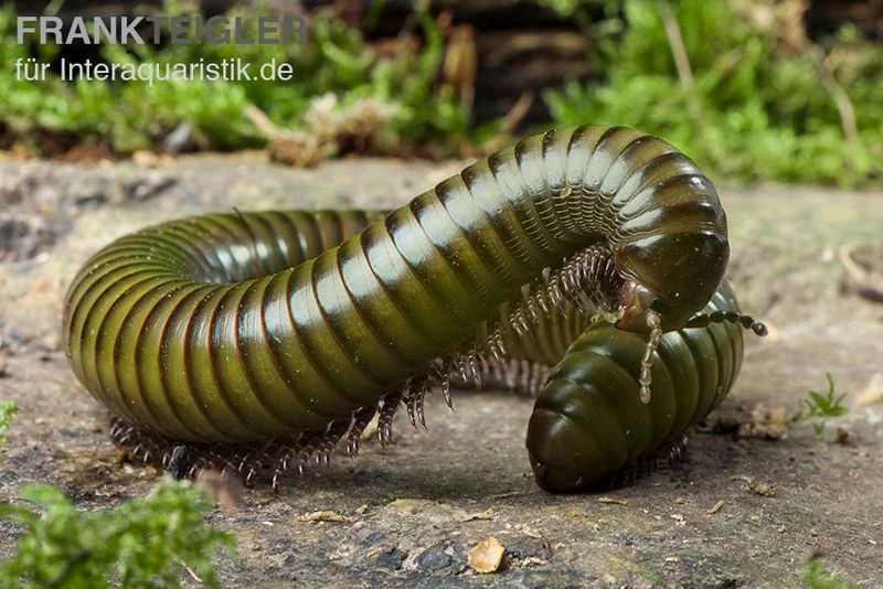 Green-Striped-Millipede, Spirostreptus Spec. 3 Green-Striped-Millipede, Spirostreptus Spec.