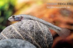 Mindanaoensis-Grundel, Lentipes Mindanaoensis, 1 Paar -Heimtierbedarf Mindanaoensis Grundel Lentipes mindanaoensis female 1