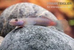 Mindanaoensis-Grundel, Lentipes Mindanaoensis, 1 Paar -Heimtierbedarf Mindanaoensis Grundel Lentipes mindanaoensis male 2