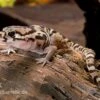 Mittelamerikanischer Krallengecko, Coleonyx Mitratus -Heimtierbedarf Mittelamerikanischer Krallengecko Coleonyx mitratus 1