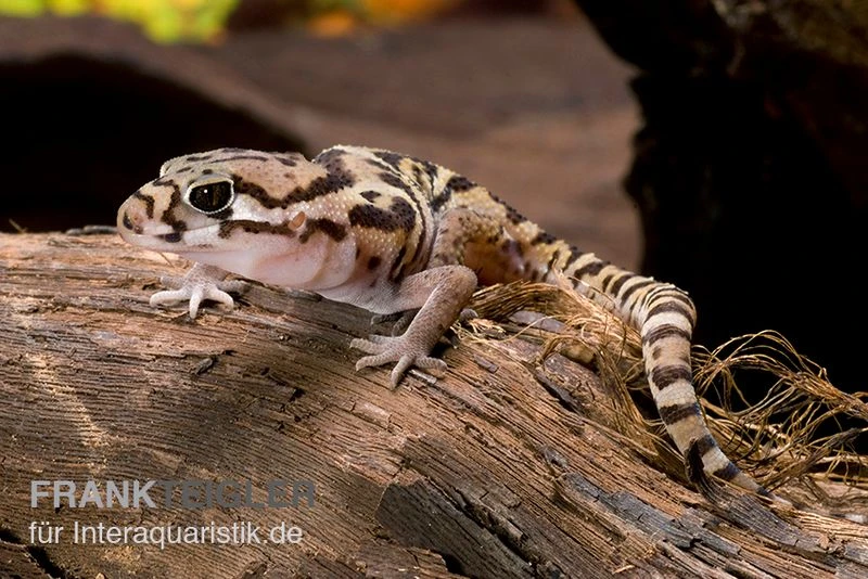 Mittelamerikanischer Krallengecko, Coleonyx Mitratus 3 Mittelamerikanischer Krallengecko, Coleonyx Mitratus