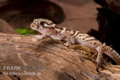 Mittelamerikanischer Krallengecko, Coleonyx Mitratus 5 Mittelamerikanischer Krallengecko, Coleonyx Mitratus -Heimtierbedarf Mittelamerikanischer Krallengecko Coleonyx mitratus 2