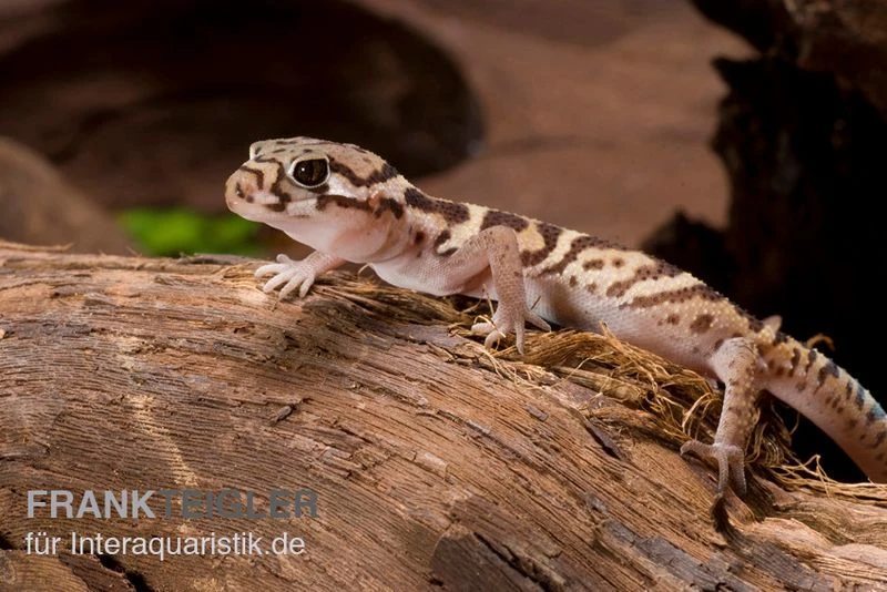 Mittelamerikanischer Krallengecko, Coleonyx Mitratus 4 Mittelamerikanischer Krallengecko, Coleonyx Mitratus – Bild 2
